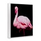 Stupell Industries Contrasting Flamingo on Black Framed Giclee, design by James Corwin